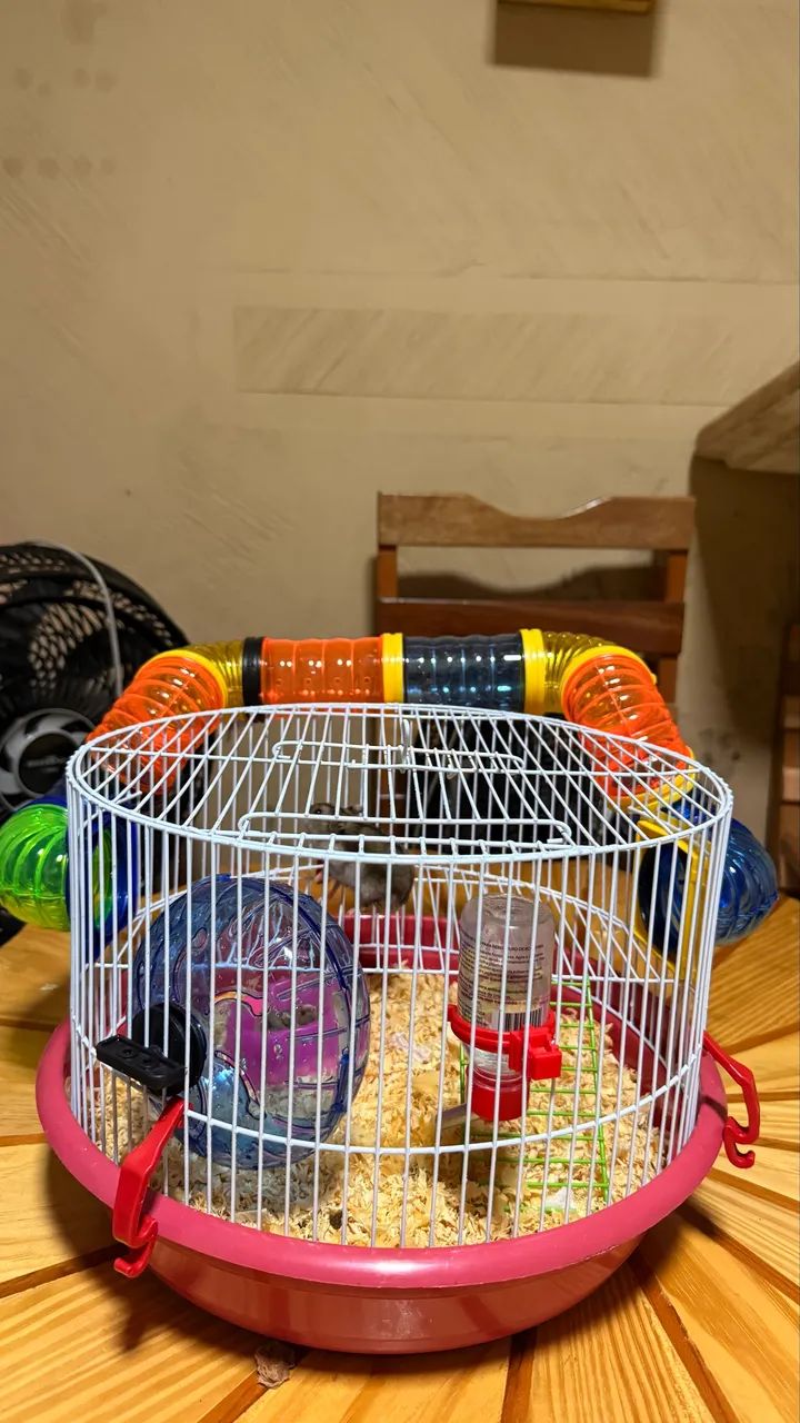 Hamster bebê com gaiola  - Foto 2