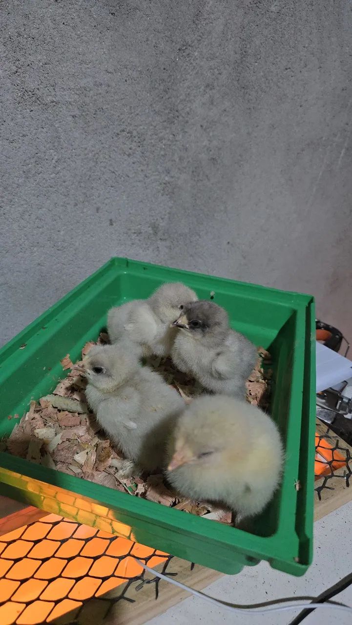 Pintinho brahma  - Foto 3
