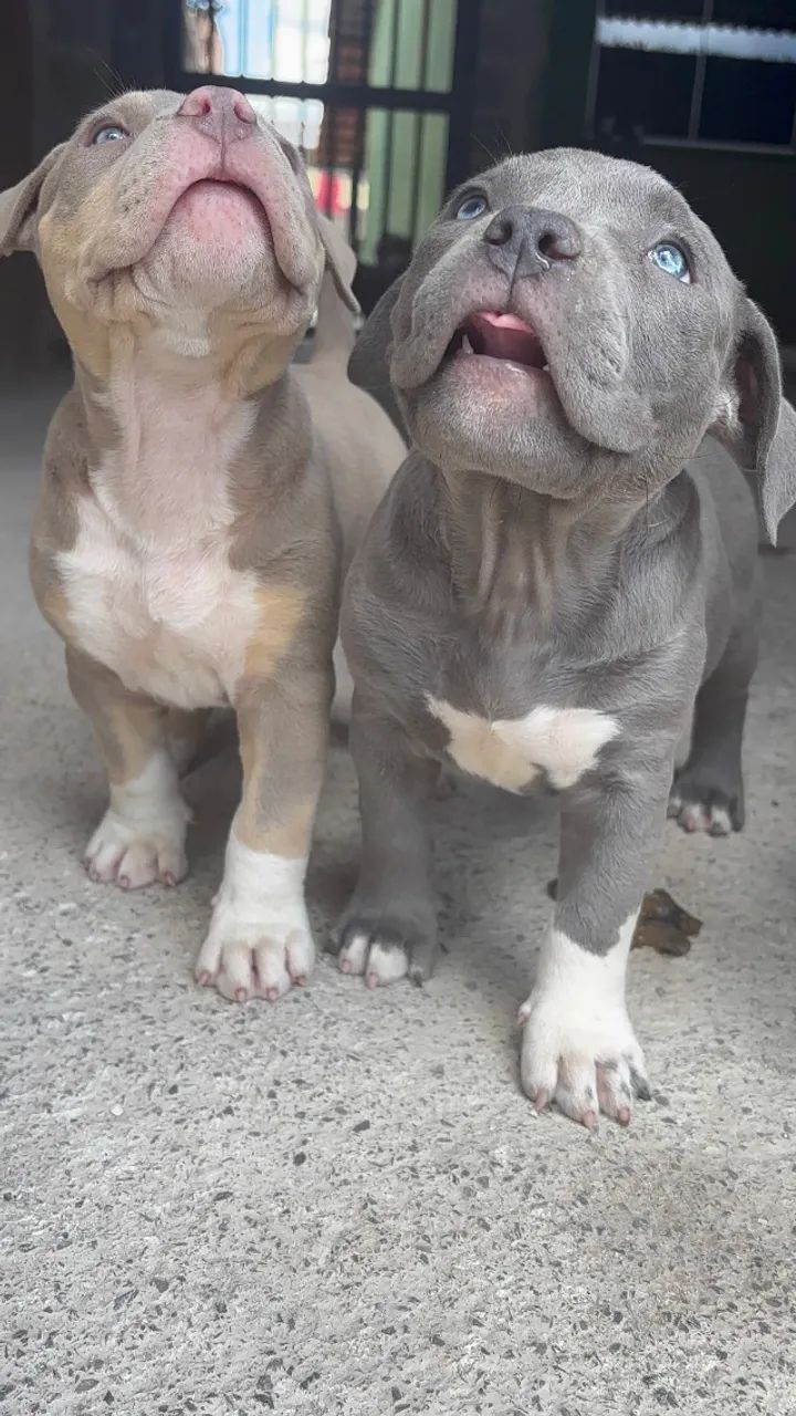American bully - Foto 6