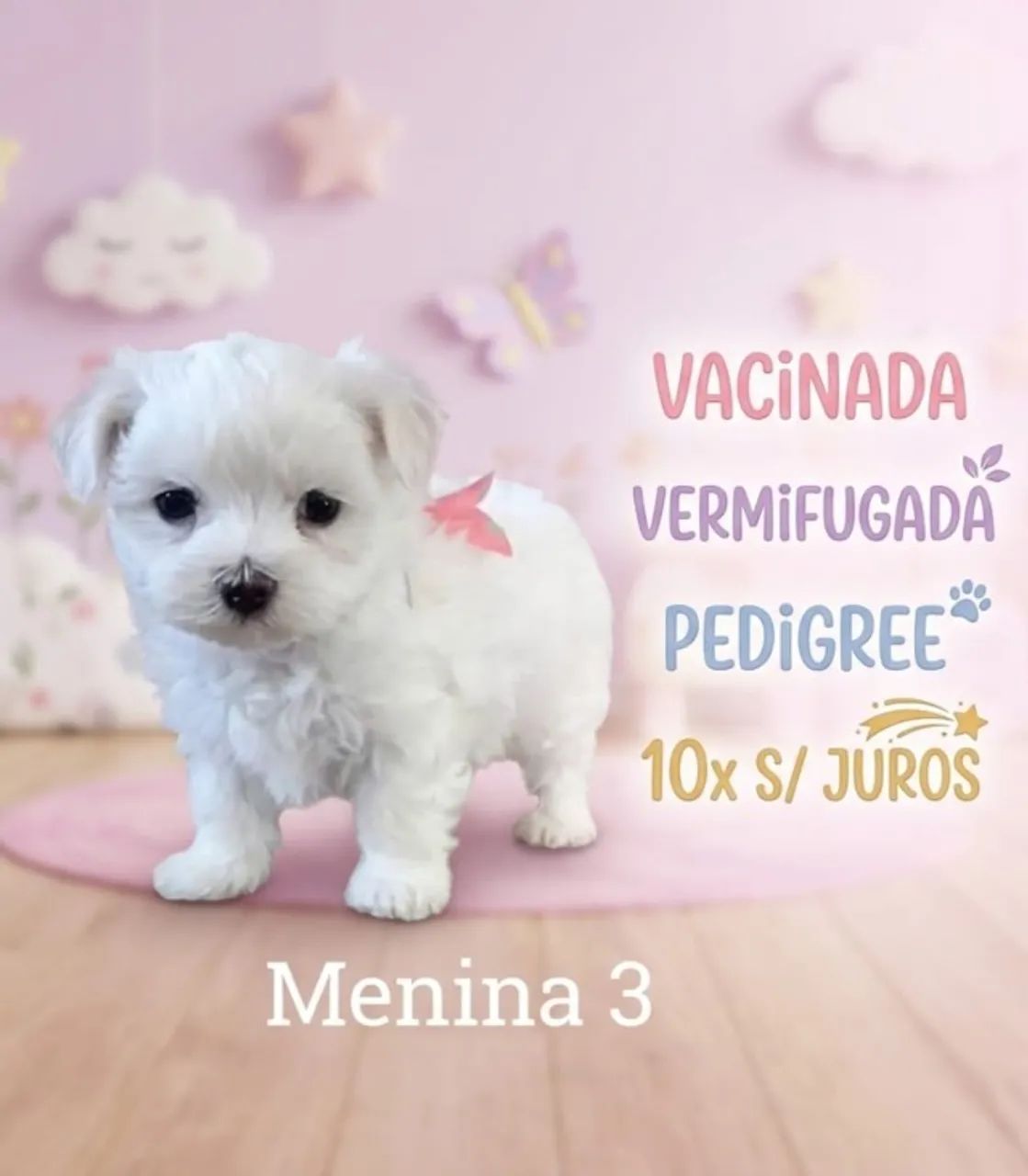 Maltês lindíssima  - Foto 3