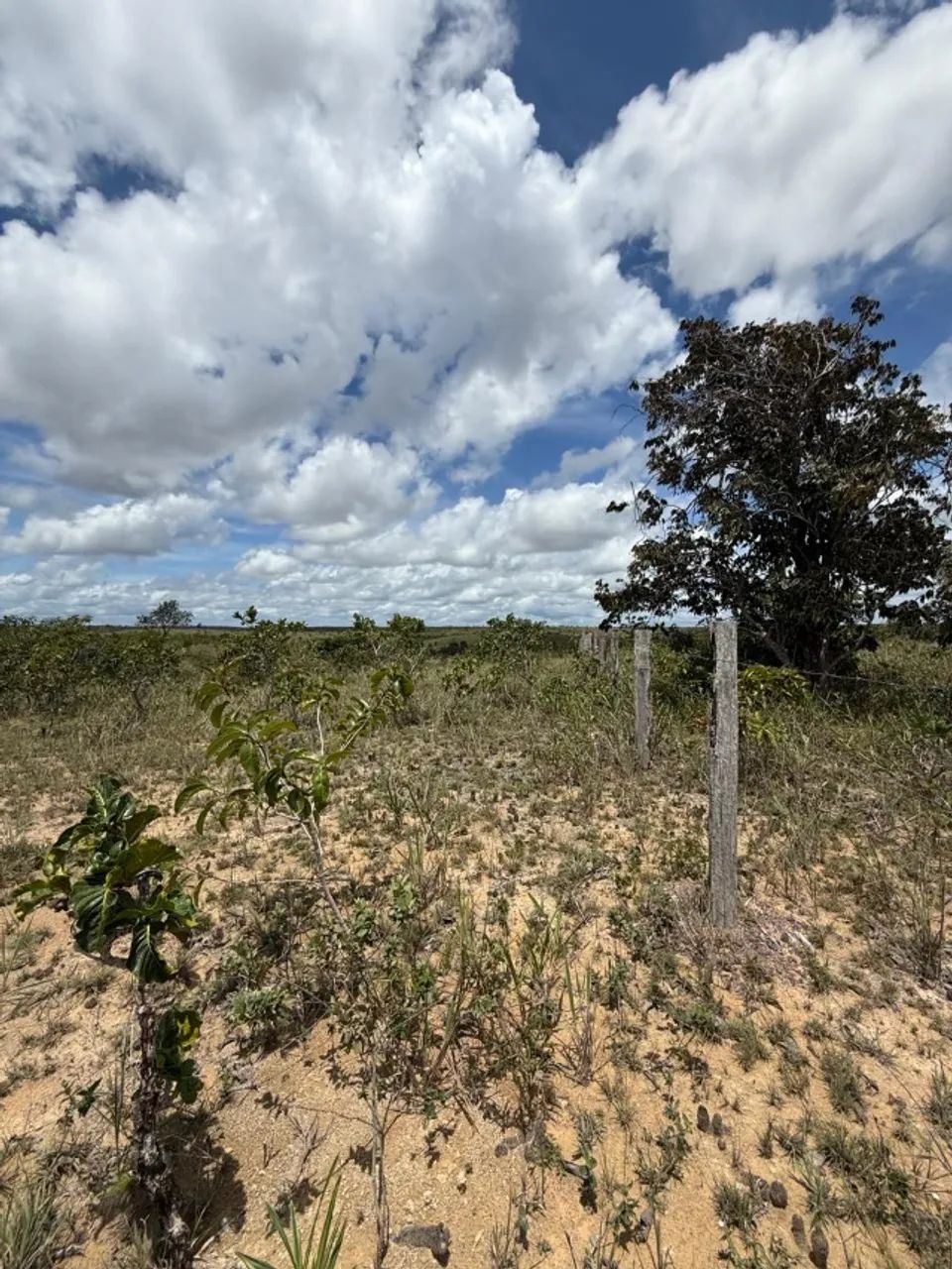 Vendo Sítio á 35 km de Santana na localidade Maçaranduba II - Foto 12
