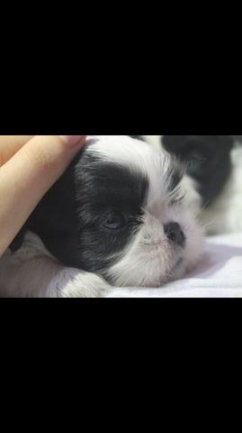 Belíssimo filhotinho de shih tzu !