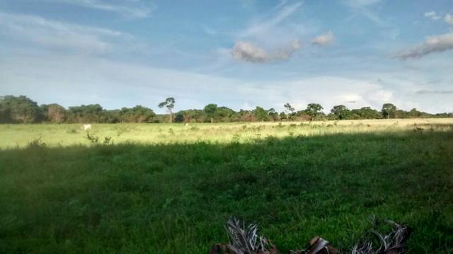 Linda Fazenda no estado de Tocantins - Foto 17
