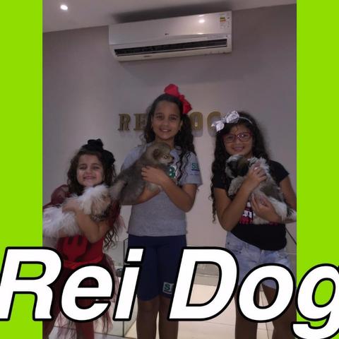 Yorkshire rei dog super com pedigree em 12x