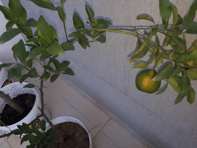 Mudas fruteiras a partir de 15 reais. otima jabuticabeira:R$40 - Foto 4
