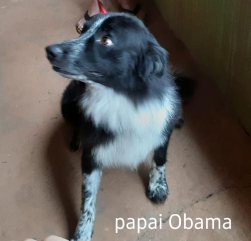 Border Collie - cão pastoreiro - Foto 5