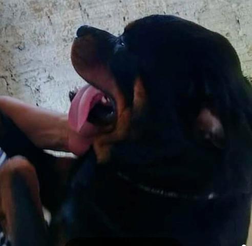 Rottweiler macho - Foto 3