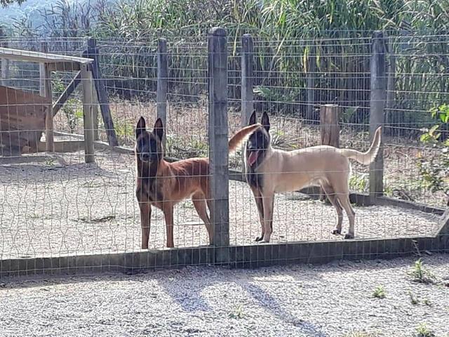 Pastor Belga Malinois