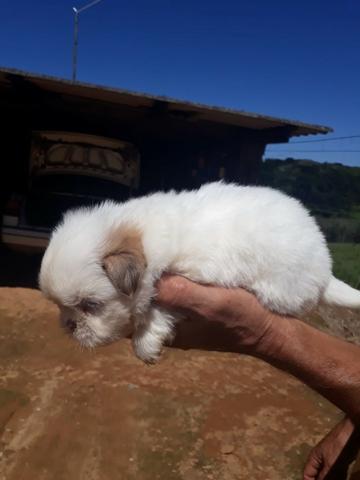 Filhotes de shitzu - Foto 2
