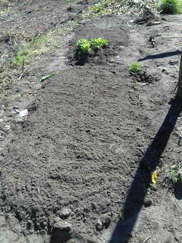 Culturao terra Preta agua por gravidade - Foto 4