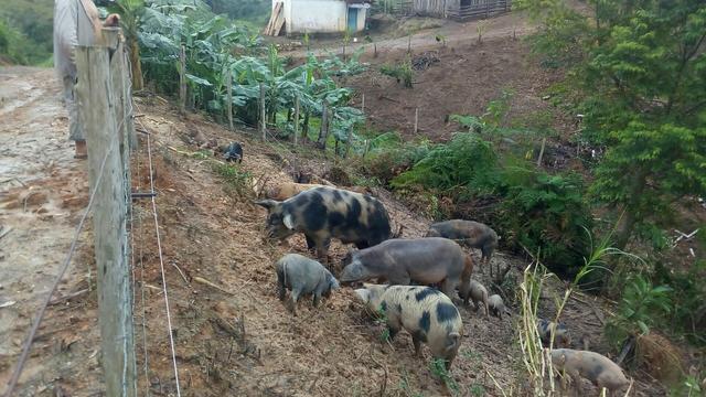 Fazenda em Jacupiranga-SP Barro Branco Vale do Ribeira - Foto 6