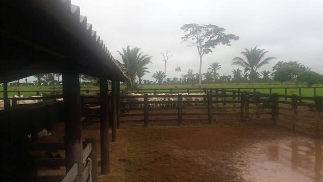 Fazenda - Foto 5