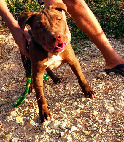 Pit monster - Foto 2