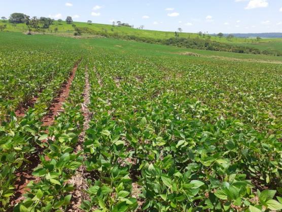 8271 | Fazenda à venda em ZONA RURAL, Ivailandia - Foto 4