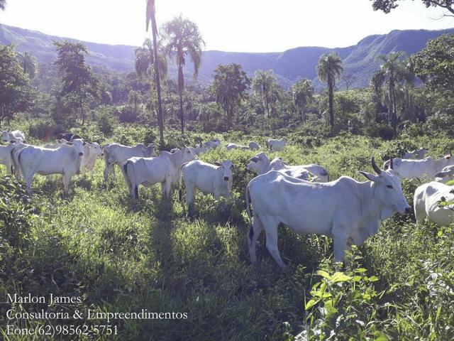 Fazenda em Niquelandia! - Foto 10