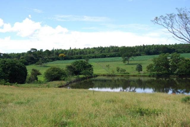 Fazenda com 12 alqueires em Terezópolis-GO - Foto 4
