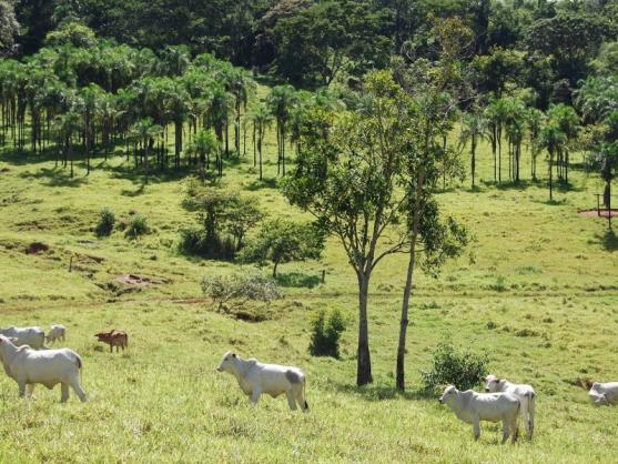 Fazenda com 12 alqueires em Terezópolis-GO - Foto 2