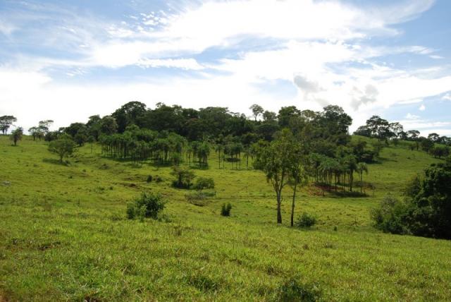 Fazenda com 12 alqueires em Terezópolis-GO - Foto 12