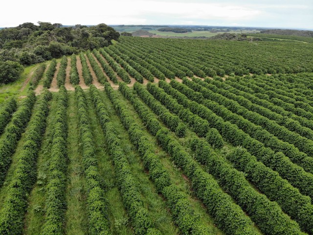 FAZENDA COM 390HEC PRA CAFÉ, BEBIDA DE QUALIDADE!! - Foto 3