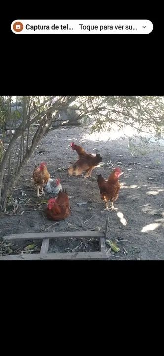 Galos caipirão,galinhas e pintinhos - Foto 2