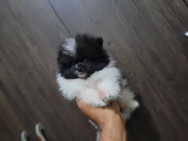 Spitz alemão  - Foto 4