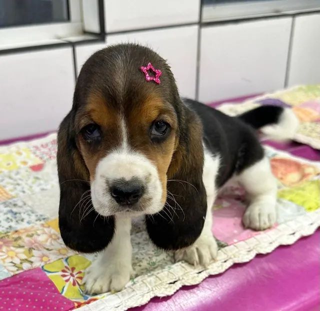 Olx best sale basset hound