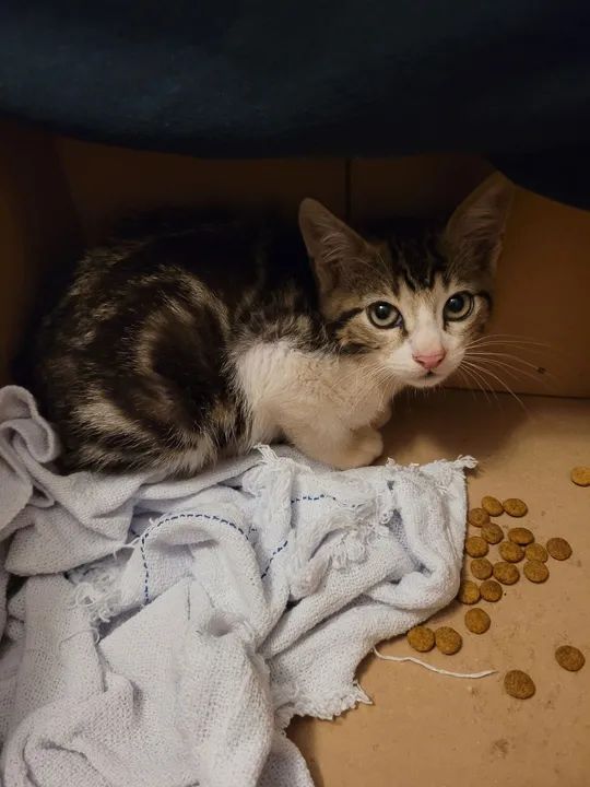 Gatinha filhote em busca de uma casa  - Foto 2