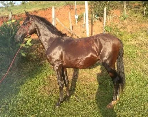 3,500 IMPERADOR MM/MP - Foto 5