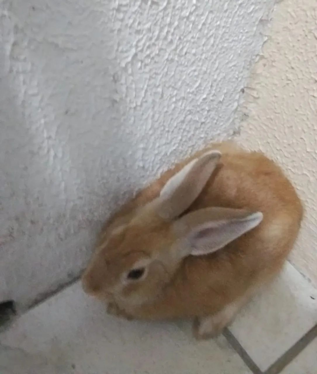 Coelho Nova Zelândia laranja 