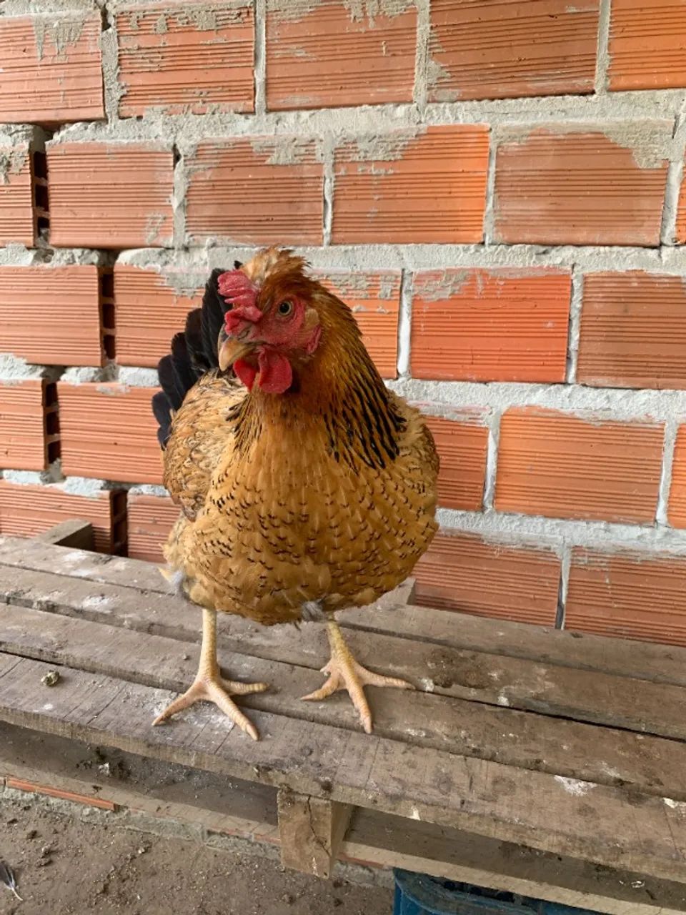 Ovos Férteis da Galinha Sertaneja Balão (GSB) - A Gigante do Sertão! - Foto 4