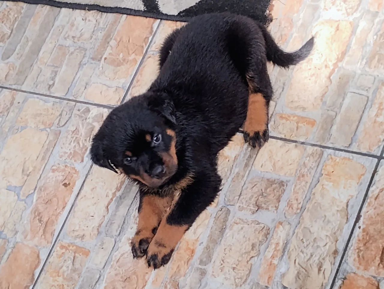 Rottweiler  - Foto 3