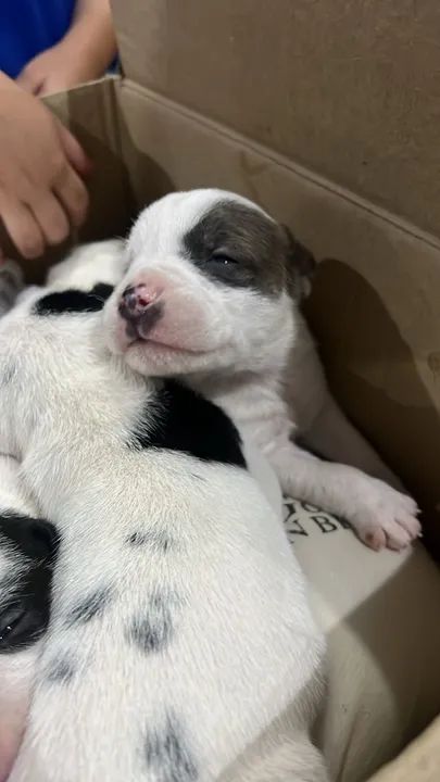 FILHOTE DE PITBULL LEGÍTIMO 