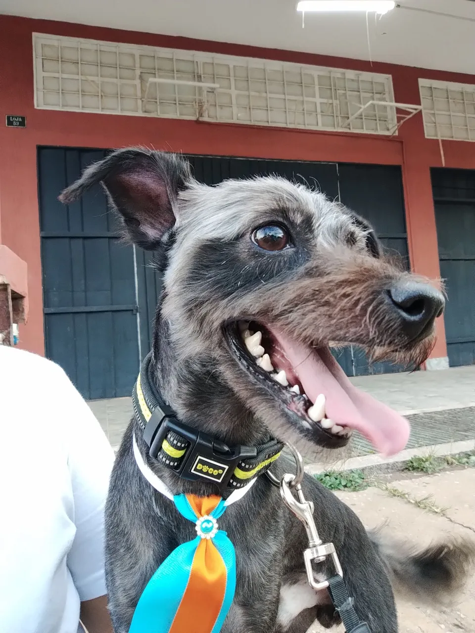 Cachorro para doação cachorro para adoção