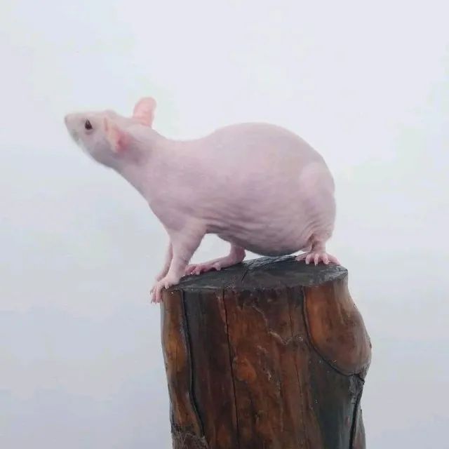 rato twister/dumbo/hairless - Foto 6