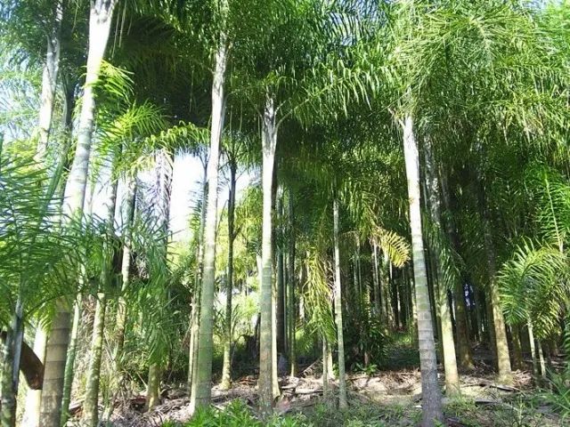 palmeira areca de locuba de 3 metros promoçao relampago - Foto 3