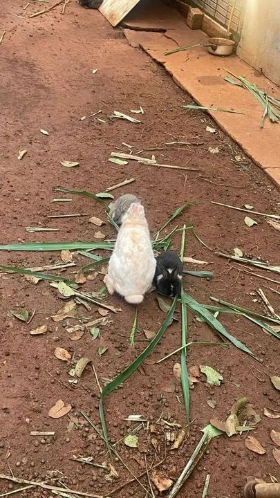 Filhotes de coelho  - Foto 2