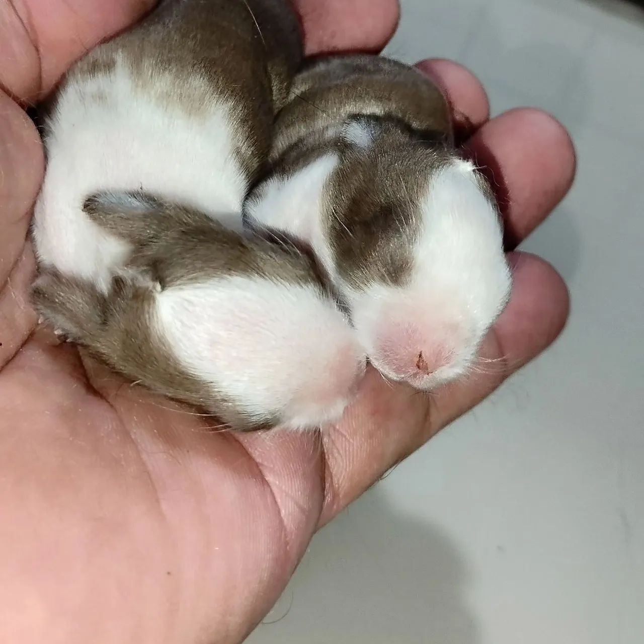 Criatório Roedores e Cia (coelhos anão Netherland disponíveis) - Foto 3