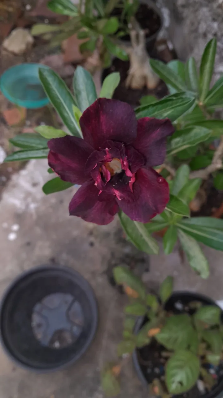 Muda de Adenium obesum - Flor de Deserto