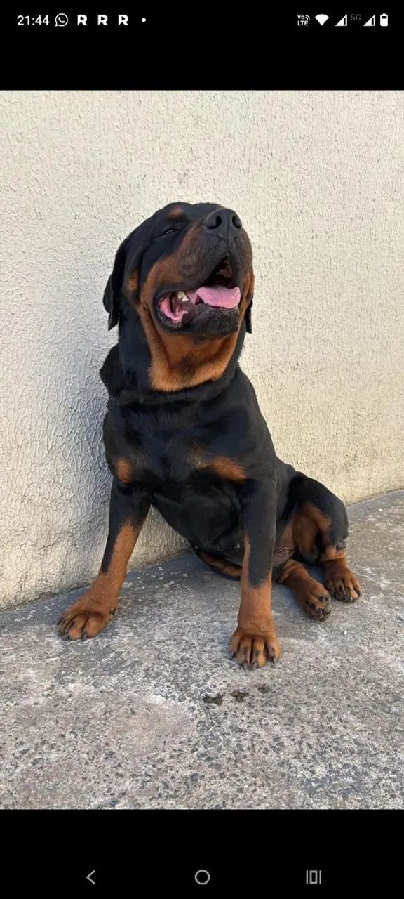 Filhotes de Rottweiler  - Foto 3