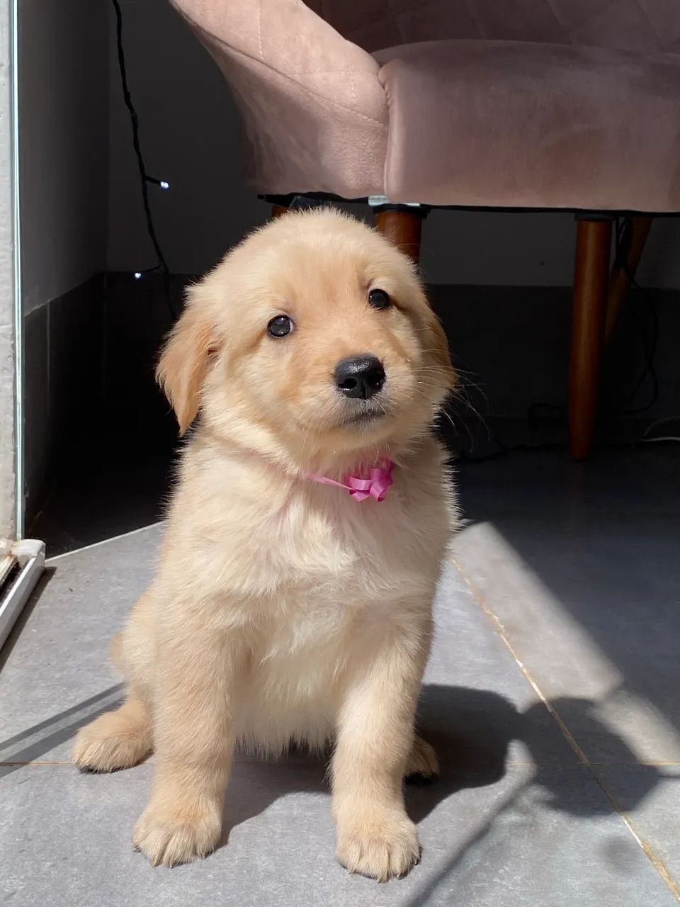 Filhote Golden Retrivier (pronta entrega)