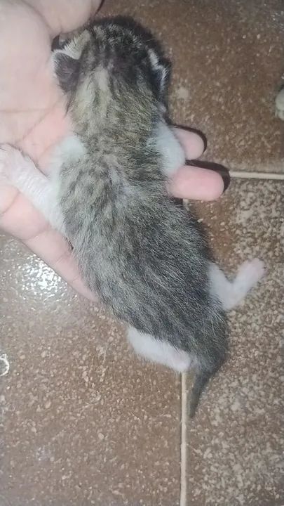 Filhote de Gato  - Foto 3