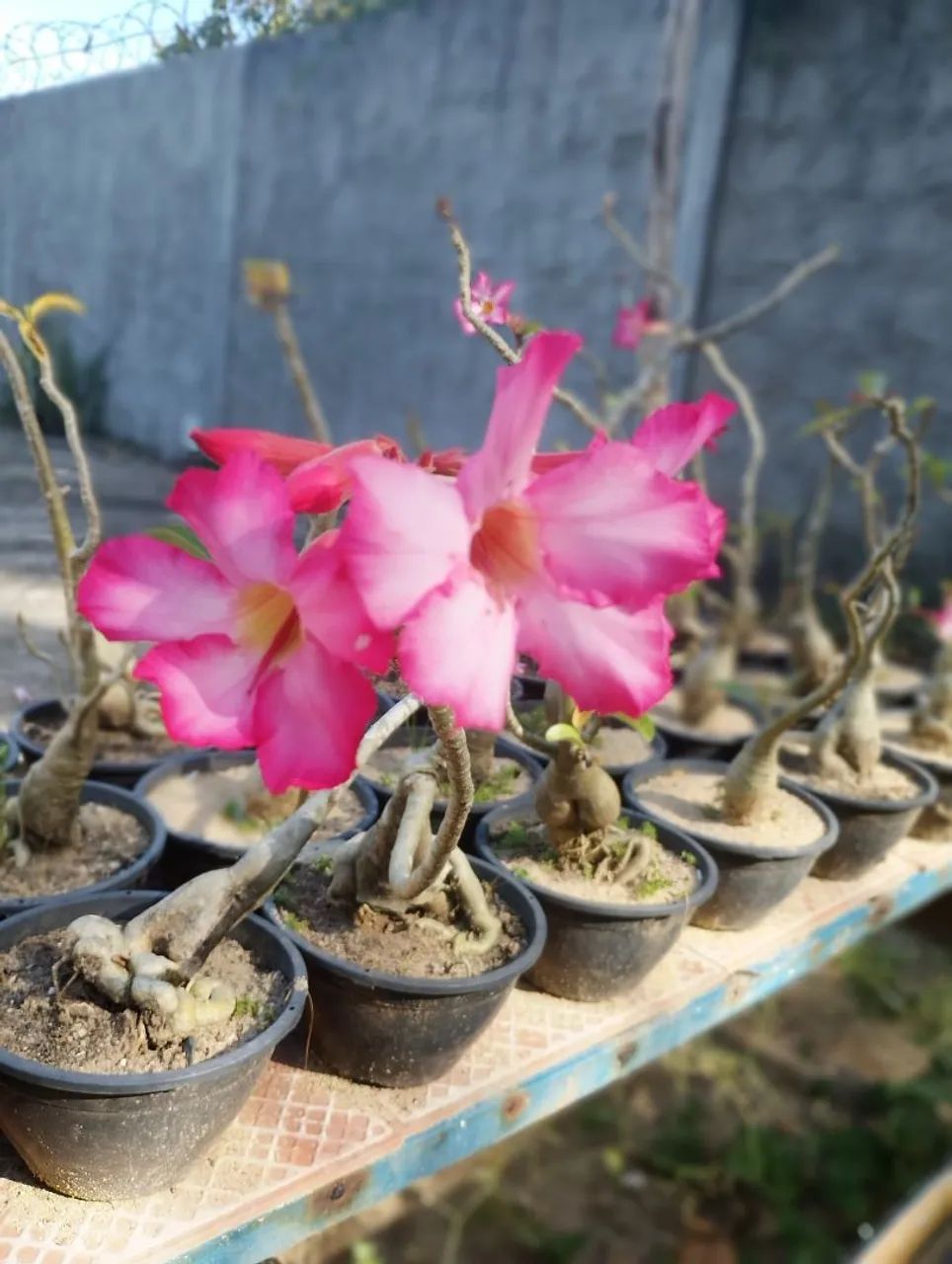 Rosa do deserto  - Foto 3