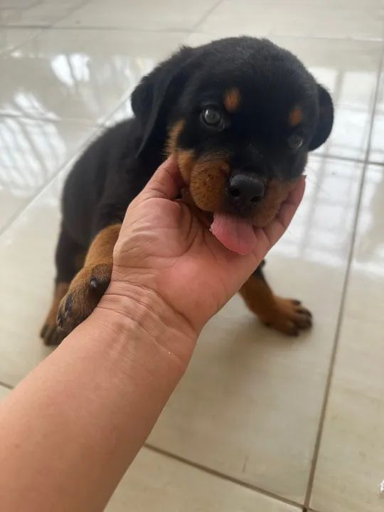 Filhote Rottweiler - Foto 4