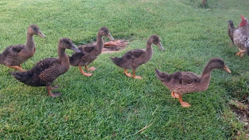 Vendo filhotes de MARRECO R$30,00 - Foto 2