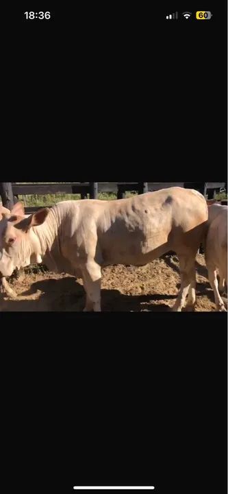 Novilhas senepol com Nelore  - Foto 4