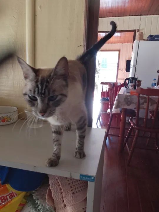 Doação gatinha castrada - Foto 4