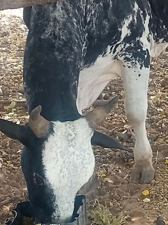 Vendo 4 Novilhas e um Boi - Foto 3