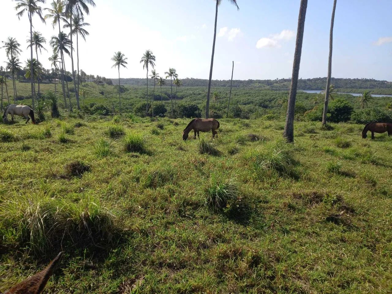 Fazenda São João Evangelista ^ - Foto 15