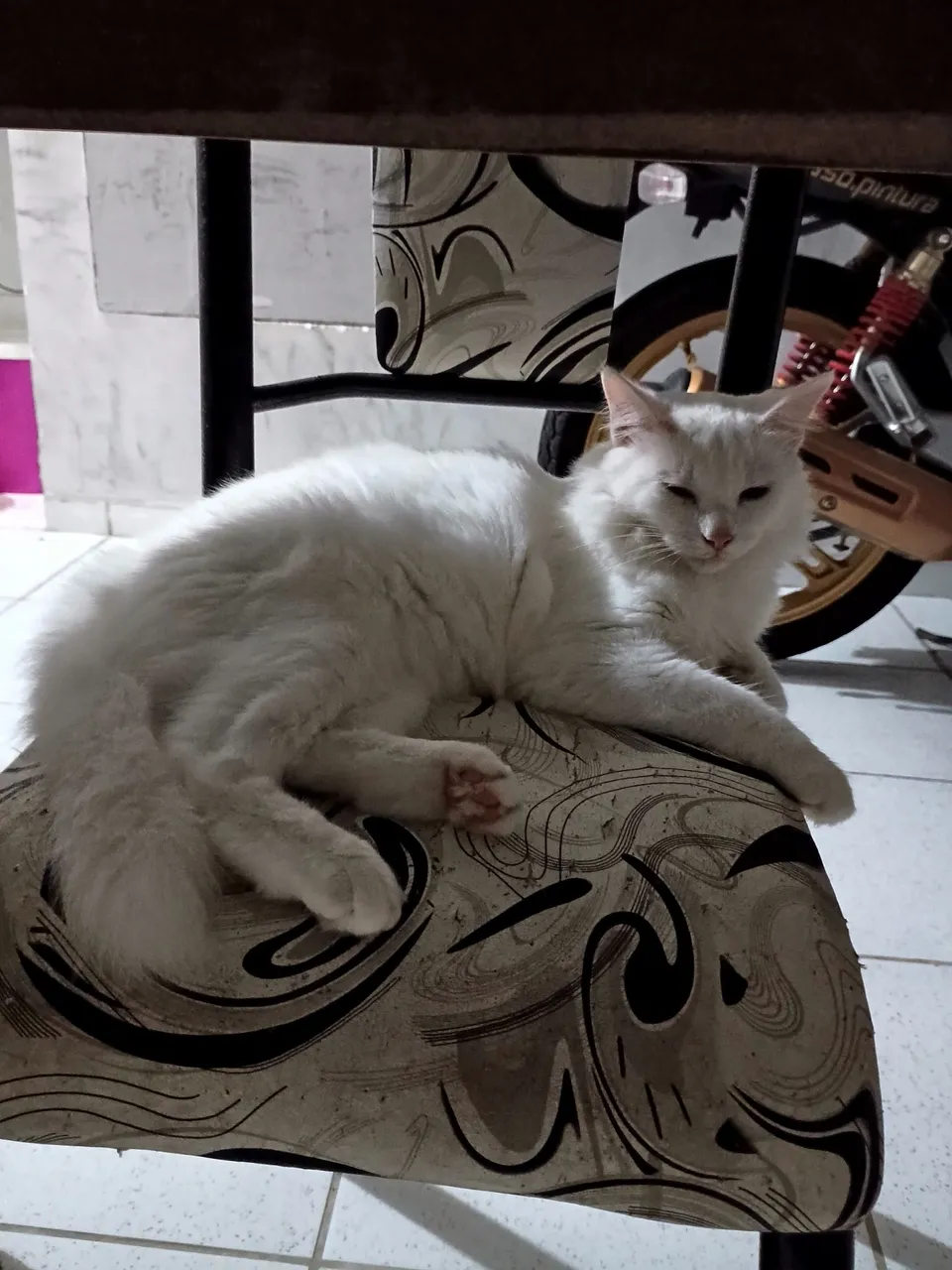 Gatinho branco Peludo para adoção