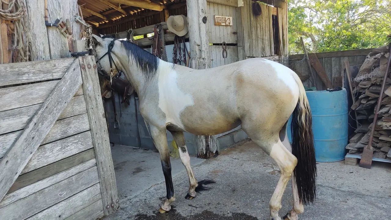 CAVALO de marcha picada  - Foto 4